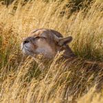 Fauna de Chile, qué animales encontramos en Parque Torres del Paine.