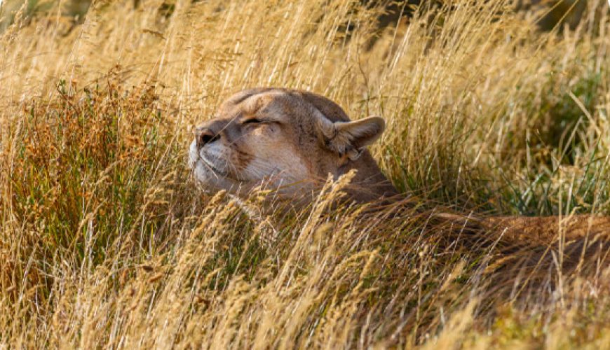 Fauna de Chile, qué animales encontramos en Parque Torres del Paine.