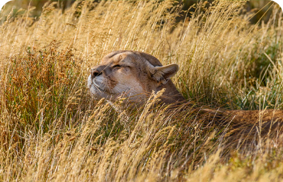 Fauna de Chile, qué animales encontramos en Parque Torres del Paine.