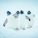 Antártica: viaje al verdadero fin del mundo.