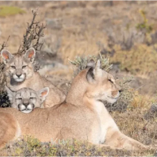 TraslaHuelladelPuma