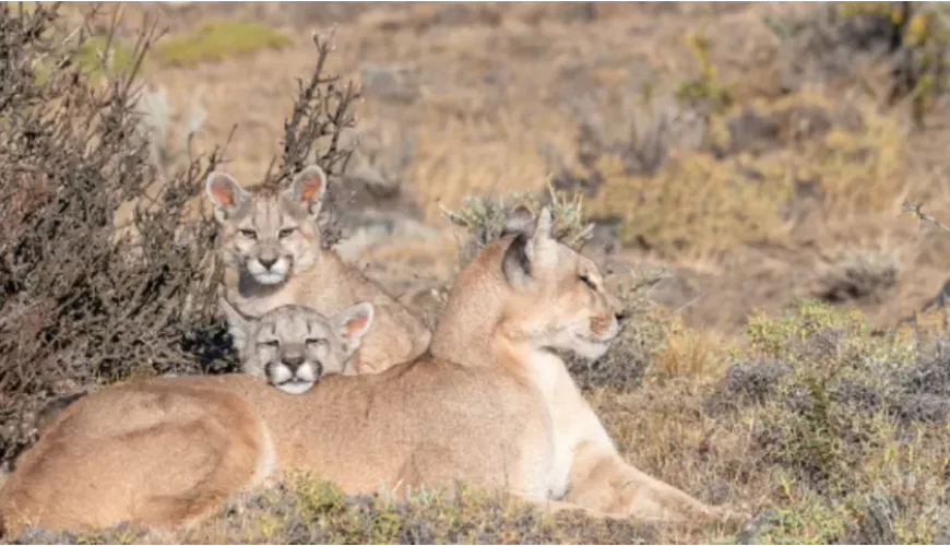 PUMA – WATCHING IN PATAGONIA