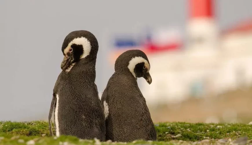 NAVEGAÇÃO PINGÜINS DA ILHA MAGDALENA