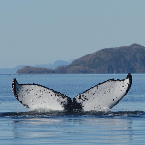 FD Ballenas y Glaciares ESP 1