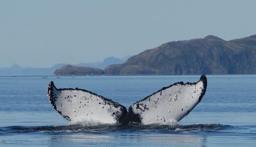 FULL DAY KAYAK CON BALLENAS