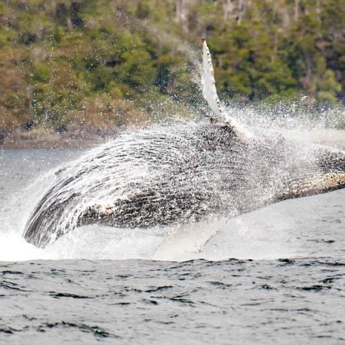 FD Ballenas y Glaciares ESP 2