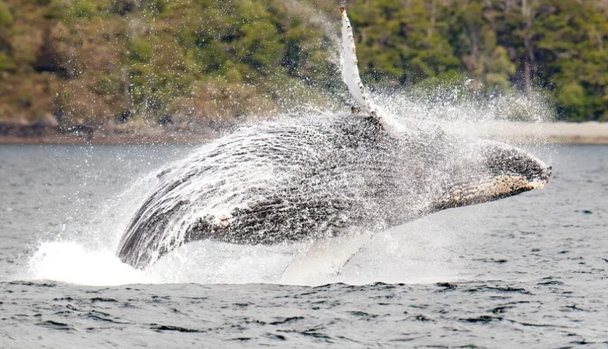 FULL DAY BALLENAS Y GLACIARES
