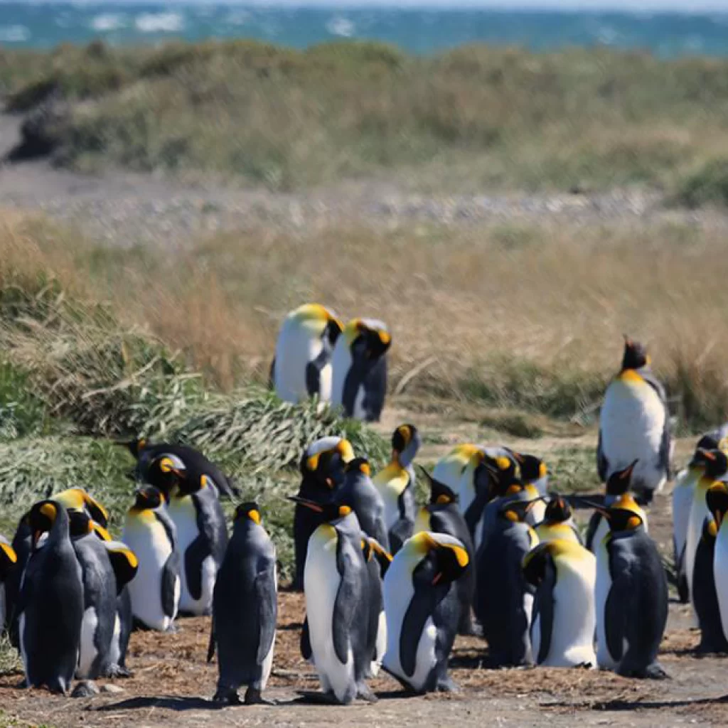 FULL DAY TIERRA DEL FUEGO Y PARQUE PINGUINO REY