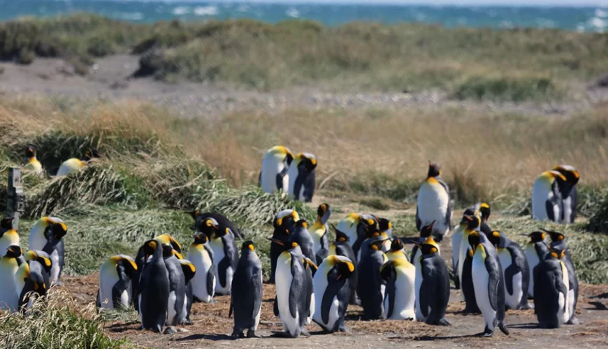 FULL DAY TIERRA DEL FUEGO Y PARQUE PINGUINO REY
