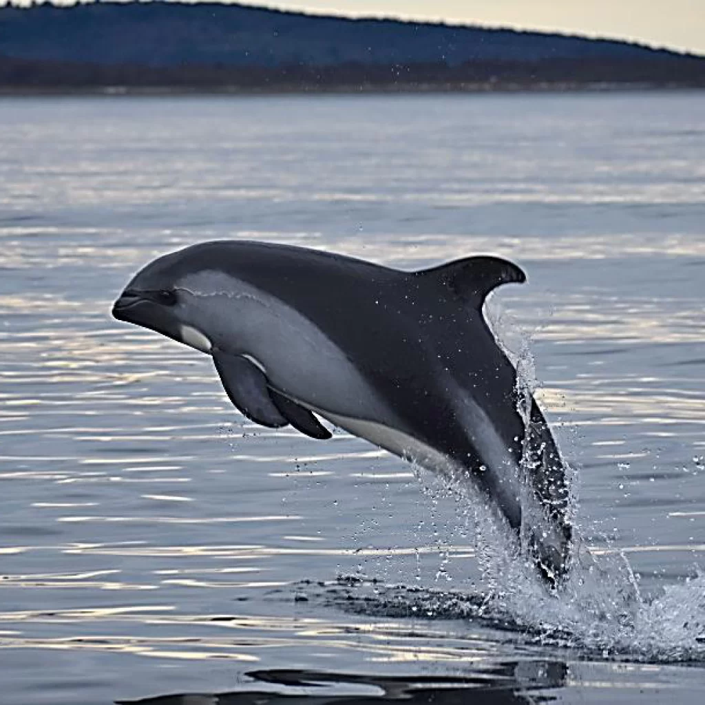 AVISTAMIENTO DE DELFINES