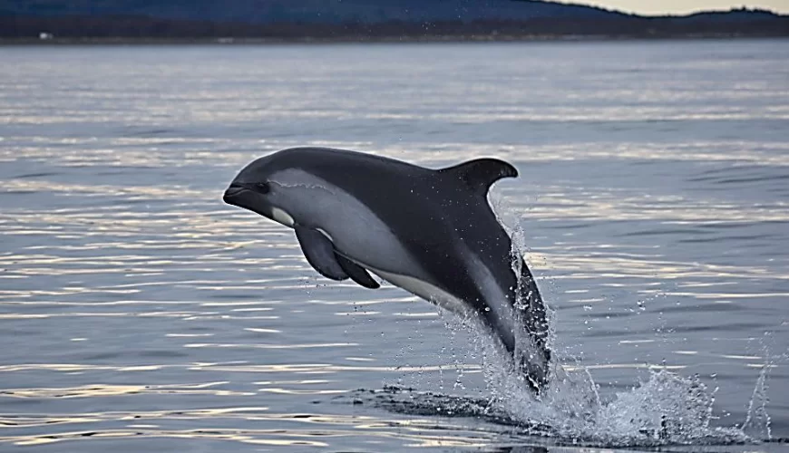 AVISTAMIENTO DE DELFINES