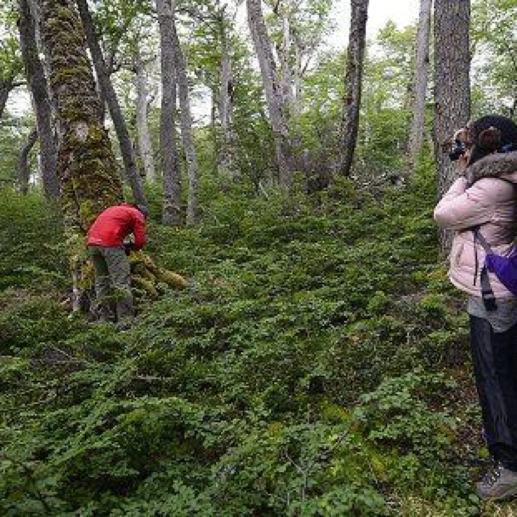 TREKKING EN BOSQUE DE NOTHOFAGUS