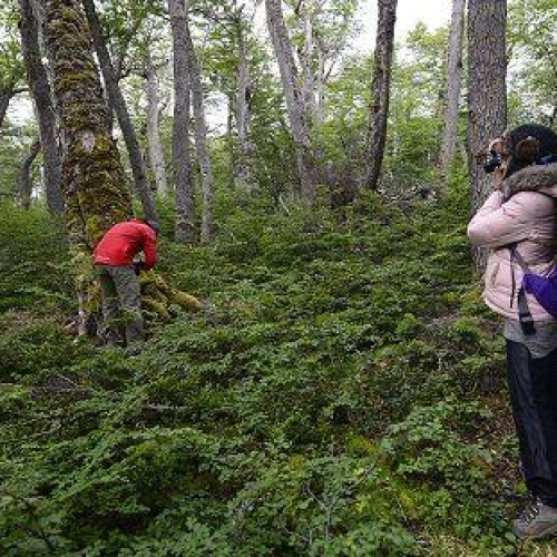 TREKKING EN BOSQUE DE NOTHOFAGUS