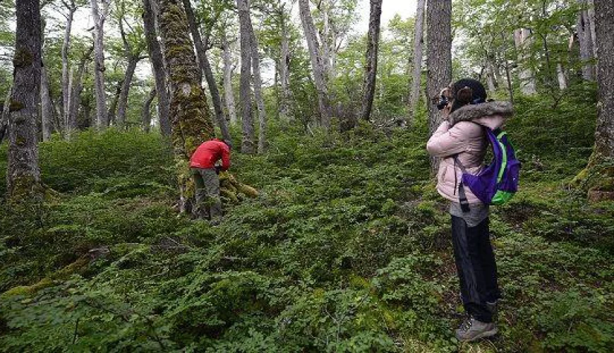 TREKKING EN BOSQUE DE NOTHOFAGUS